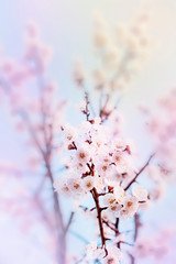 Cherry Blossom Background
