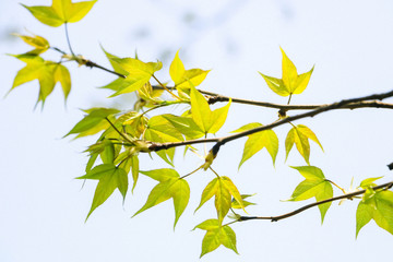 green leaves on blue sky background