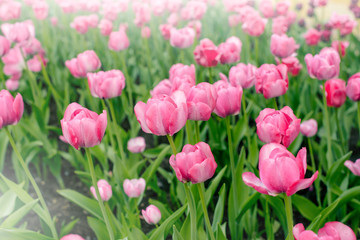 Fototapeta premium Zbliżenie różowe tulipany w dziedzinie różowe tulipany. Selektywne skupienie. Międzynarodowy dzień kobiet.