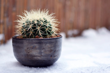 Echinocactus Grusonii golden barrel ball cactus or mother in law cushion in flower pot standing in...