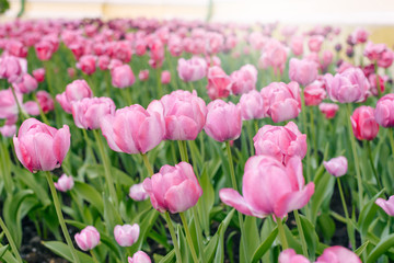 Close-up of pink tulips in the field of pink tulips. Selective focus. International women day.