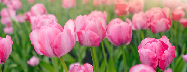 Obraz premium Banner close-up of pink tulips in the field of pink tulips. Selective focus. International women day.