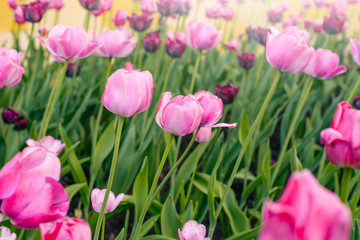 Close-up of pink tulips in the field of pink tulips. Selective focus. International women day.