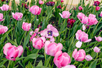 Close-up of pink tulips in the field of pink tulips. Selective focus. International women day.
