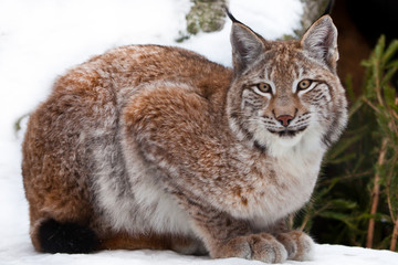 Lynx sits close-up in the snow