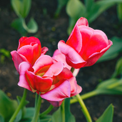 Close-up of pink tulips in the field of pink tulips. Selective focus. International women day.