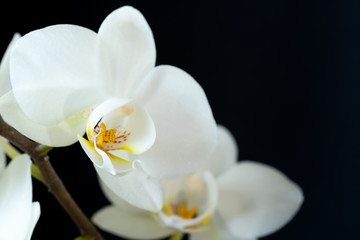 The branch of white orchid closeup on a black background