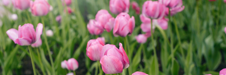 Close-up of pink tulips in the field of pink tulips. Selective focus. International women day.