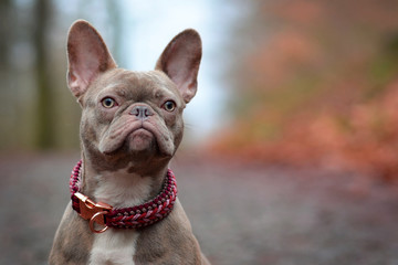 Beautiful rare colored lilac brindle female French Bulldog dog with light amber eyes and paracord...