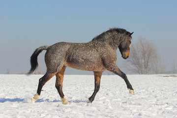 Fototapeta na wymiar horse stallion breed american curly