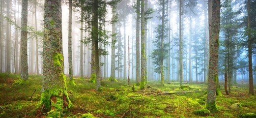 A scene in a dark misty pine forest with a moss carpet and fallen tree trunks. French Alsace.