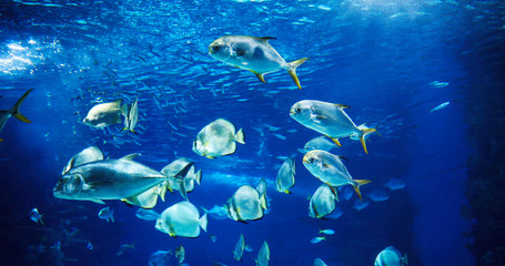 Naklejka na ściany i meble Picture of group of fish swimming underwater