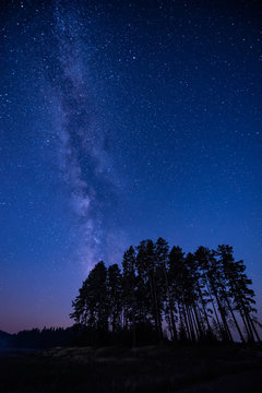 Long time exposure night landscape with Milky Way Galaxy above high coniferous trees