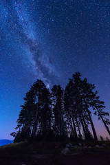 Long time exposure night landscape with Milky Way Galaxy above high coniferous trees