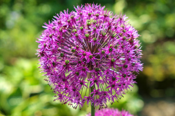 A single vibrant pink allium flower