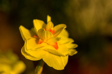 Fototapeta na wymiar Amazing yellow huge bright daffodils in sunlight
