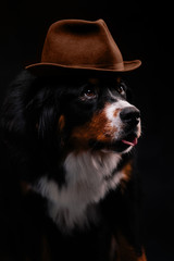 Bernese Mountain Dog against the black background