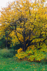 Autumn landscape. Beautiful colored trees over the hills, glowing in sunlight. wonderful picturesque background. color in nature. gorgeous view.