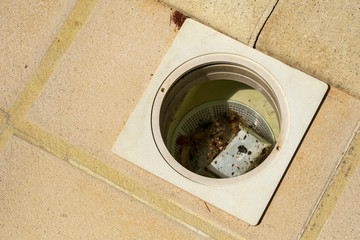 Swimming pool maintenance - a skimmer basket ful of debris and dead insects