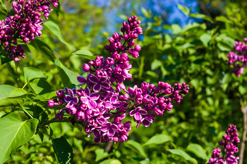 Green branch with spring blossoming ilac flowers