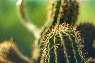 Cactus echinopsis tubiflora, selective focus, close up