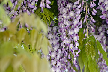 fioritura glicine