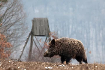 Zelfklevend Fotobehang wild boar in the forest © Orosz György Photogr