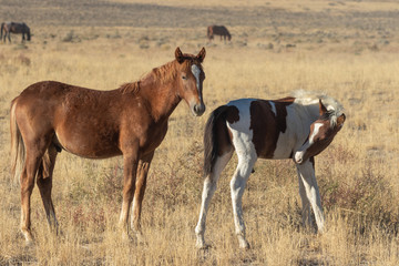Cute Wild Horse Foals