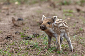 wilde boar pig