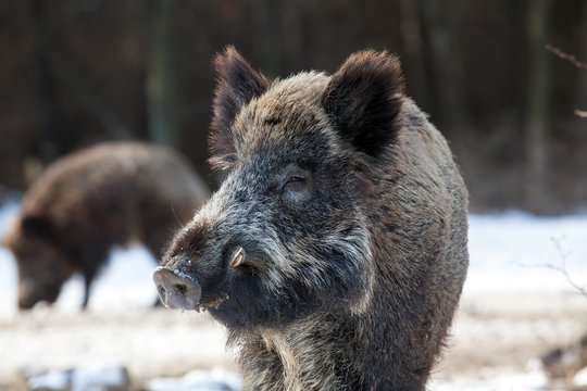 wild boar in winter forest
