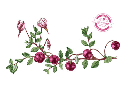 Hand drawn cranberry plant