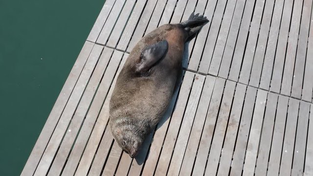 Seal relaxing and sleeping at harbour of Cape Town.
Shot in 4k at 60fps so it can be slowed down in post.