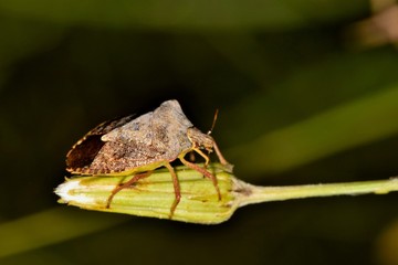 An adult Dusky Shield bug (Euschistus tristigmus) on the tip of a wildflower bud found near a Houston bayou in Texas.