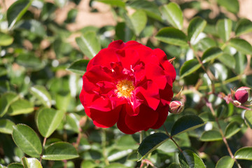 Opened bud of a red rose in garden. Top view.