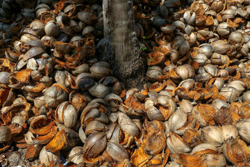 Pile of coir or coconut fiber in Koh Phangan Thailand. It is a natural fiber extracted from the husk of coconut and used in products such as floor mats, doormats, brushes and mattresses.