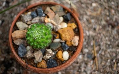 cactus in pot