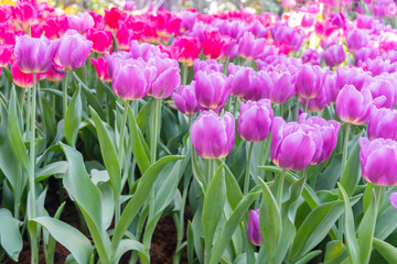 beautiful and colorful tulips flowers blooming in a garden