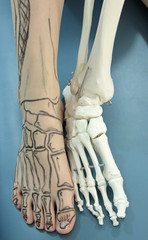 human foot with drawing bones on the skin and model of human foot - comparison