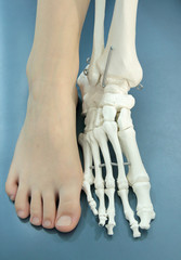 Human foot and model of human foot, anatomy, comparison