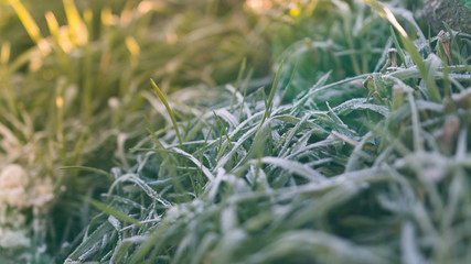  frosty grass
