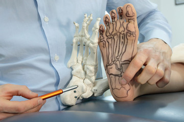 anatomy lesson -presentation of human foot with drawing of bones on the skin, and model of foot - comparison