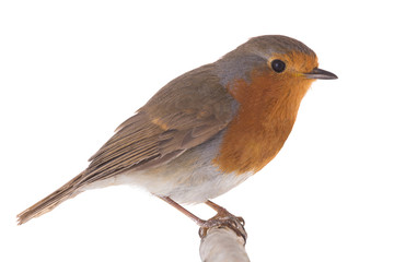 European robin (Erithacus rubecula)