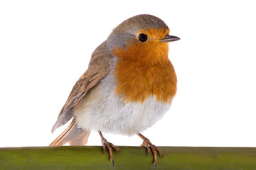 European robin (Erithacus rubecula)