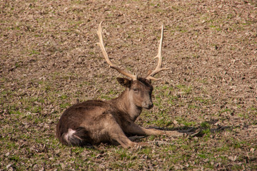 Liegender dunkler Damhirsch