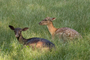 Damhirsche (Dama dama) im Gras