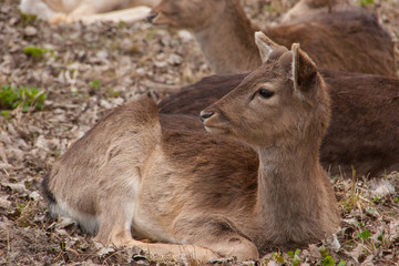 Junger Damhirsch im Herbst