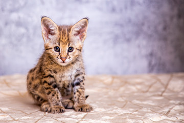 the kitten is the F1 Savannah Hybrid Serval and Savannah.