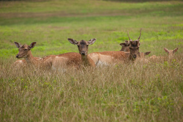 Damhirsche ruhen im Gras