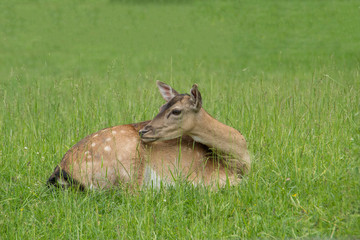 Damhirsch im Gras