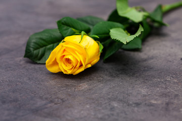 Yellow rose on on dark background